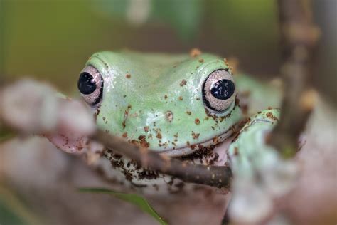 litorcia|Litoria .